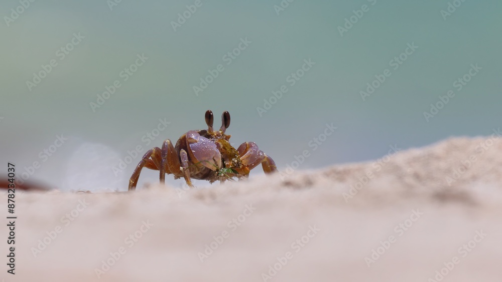 Ghost crab eating seaweed washed up on beach, Jurien Bay, Western Australia. The environment cleaning itself. Ghost crab eating seaweed washed up on beach, Jurien Bay, Western Australia. The environment cleaning itself.