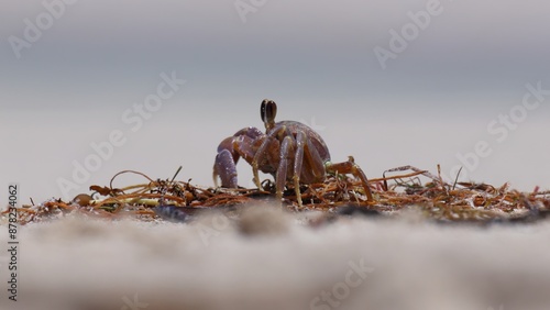 Ghost crab eating seaweed washed up on beach, Jurien Bay, Western Australia. The environment cleaning itself. photo