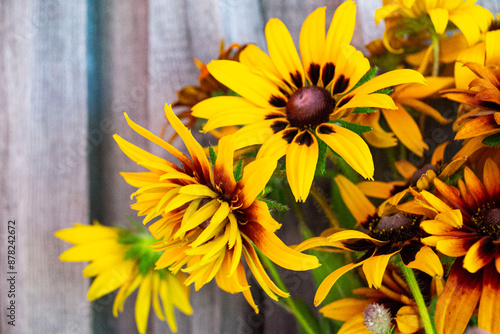 sunflowers on a wooden background