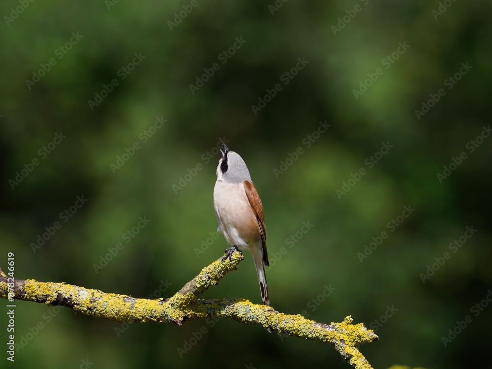 Fototapeta premium Neuntöter