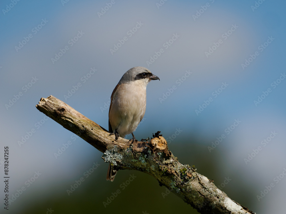 Fototapeta premium Neuntöter