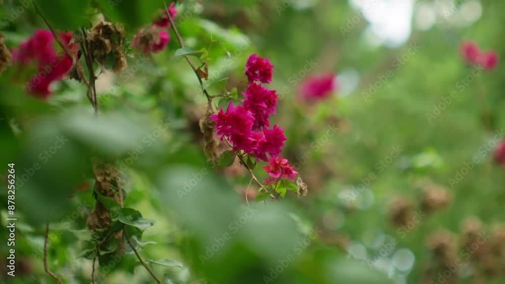 Bougainvillea Thorny Ornamental Vine With Flowers Getting Dry. Selective Focus Shot Bougainvillea Thorny Ornamental Vine With Flowers Getting Dry. Selective Focus Shot