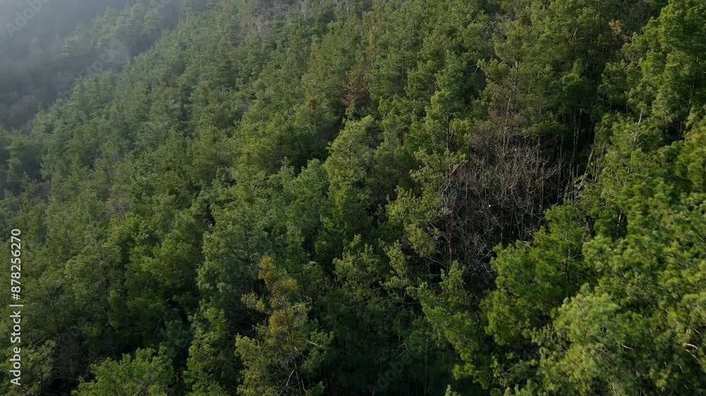Flying over the forest with drone Flying over the forest with drone