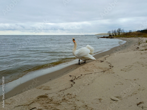 white swan swims on the banks of the Curonian Lagoon