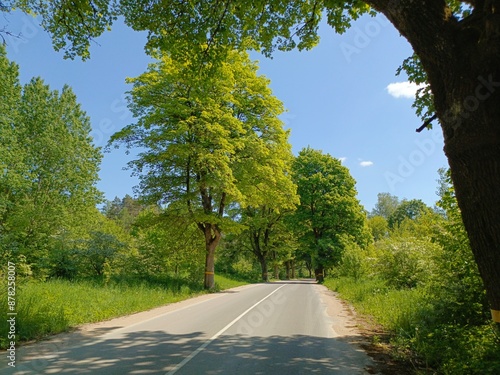 an old German road with oak alleys in East Prussia in the village of Krasnolesie
