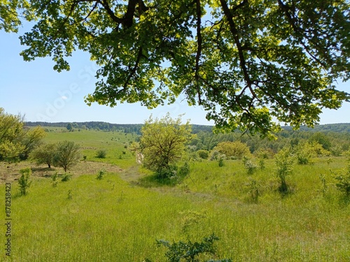 view of a green meadow in sunny weather