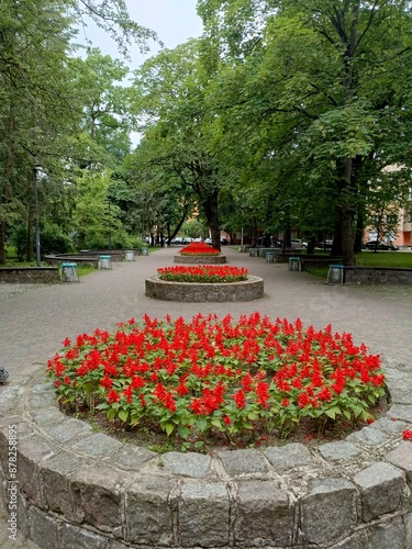 flower beds in a city alley with red flowers