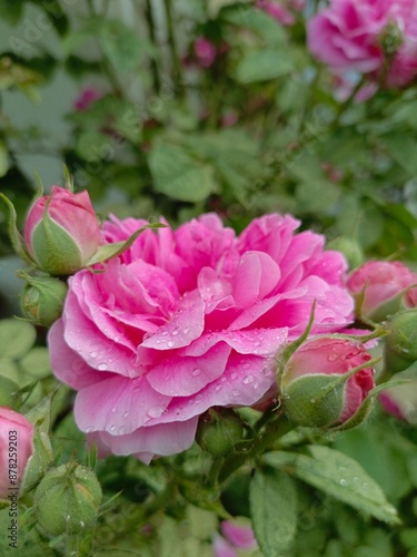 pink flowers of a rose bush in a flowerbed in the city