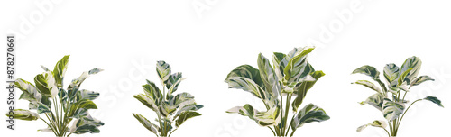 Set of Calathea Fusion White houseplants frontal isolated png on a transparent background perfectly cutout high resolution photo