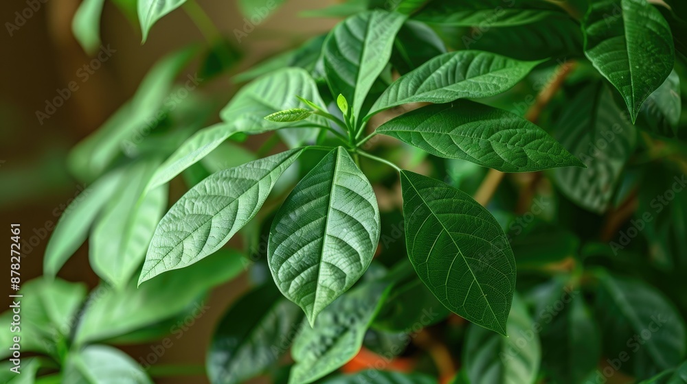 Potted plant named fat lady Money tree with green leaves close up Texture and background Potted plant named fat lady Money tree with green leaves close up Texture and background