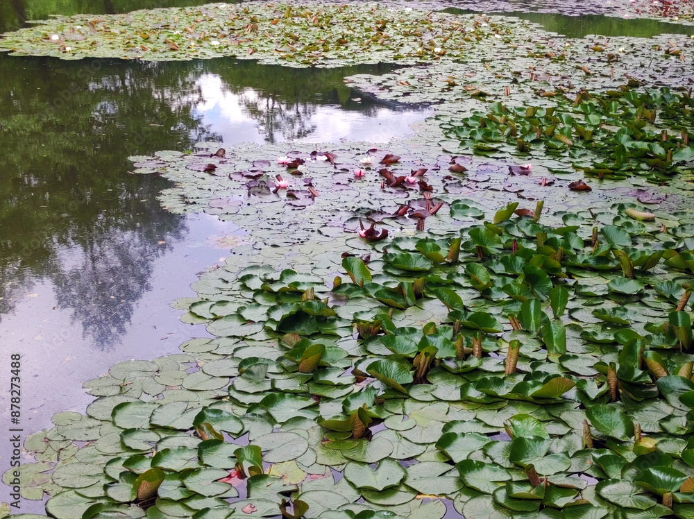 Fototapeta premium blooming water lilies, lotus flowers, in the rain in park pond