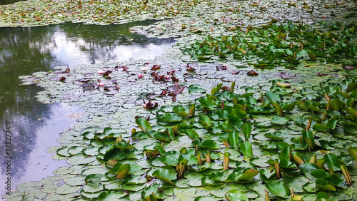 blooming water lilies, lotus flowers, in the rain in park pond photo