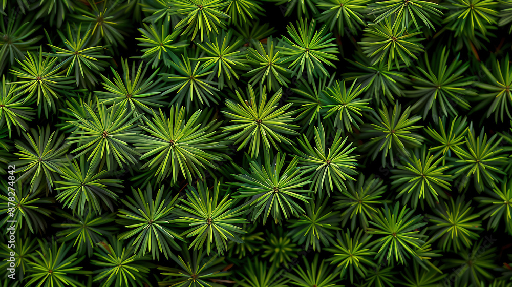 Background a texture spruce branches of Christmas tree for a Christmas card. Background a texture spruce branches of Christmas tree for a Christmas card.