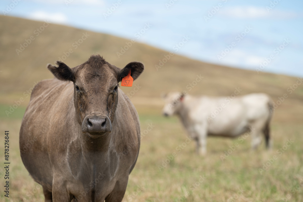 beautiful cattle in Australia eating grass, grazing on pasture. Herd of cows free range beef being regenerative raised on an agricultural farm. Sustainable farming beautiful cattle in Australia eating grass, grazing on pasture. Herd of cows free range beef being regenerative raised on an agricultural farm. Sustainable farming