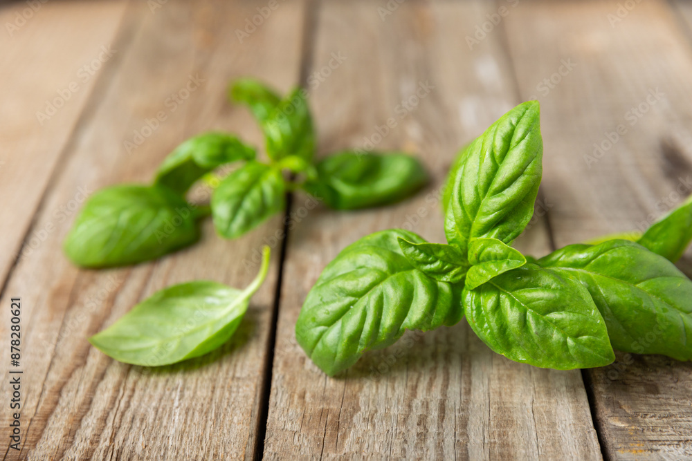 Green basil leaves on a textured wooden background. Kitchen herbs, spices. Fresh green organic basil. Vegan. Greens for salad. Place for text. Copy space. Green basil leaves on a textured wooden background. Kitchen herbs, spices. Fresh green organic basil. Vegan. Greens for salad. Place for text. Copy space.