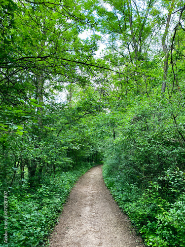 Path in the woods.