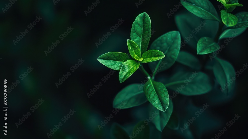 Vibrant green plant leaves in spotlight against a dark background. Vibrant green plant leaves in spotlight against a dark background.