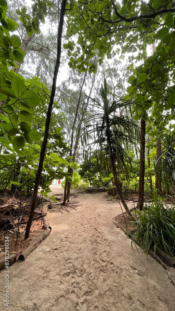 Naklejka premium path in the forest