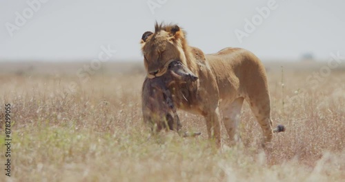 Wide shot of a Lion (Panthera Leo) walking with a dead warthog (Phacochoerus africanus) in its mouth during the afternoon in Kenya.