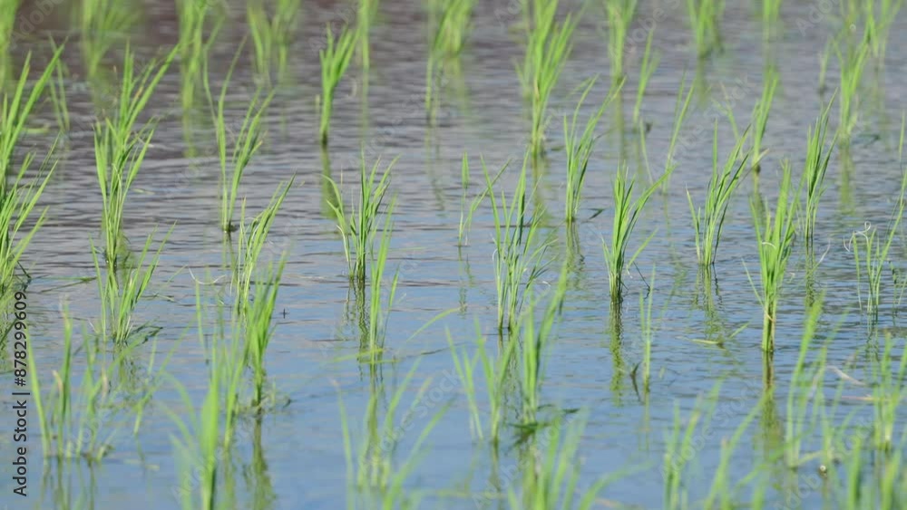 Paddy field after rice planting, summer scenery Paddy field after rice planting, summer scenery