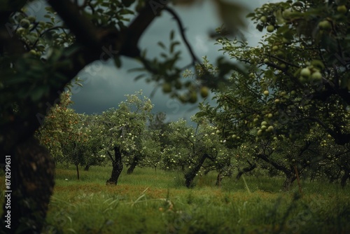 An orchard under dark, stormy clouds with trees heavily laden with green apples, depicting the dramatic contrast between the stormy sky and the fruit-laden branches photo