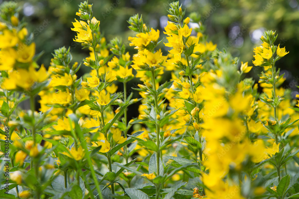 Obraz premium The Loosestrife (Lysimachia) plant blooming 