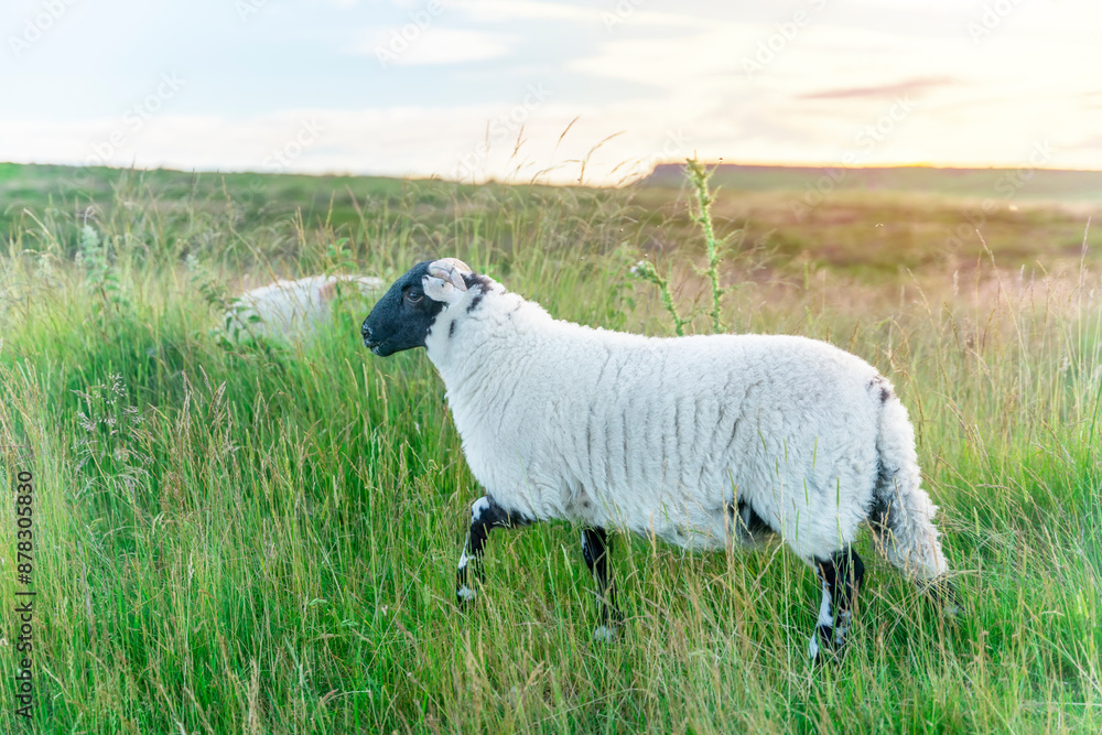 Fototapeta premium Black Faced Sheep Grazing in Grassy Field at Sunset