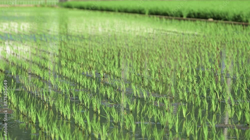 Paddy field after rice planting, summer scenery Paddy field after rice planting, summer scenery