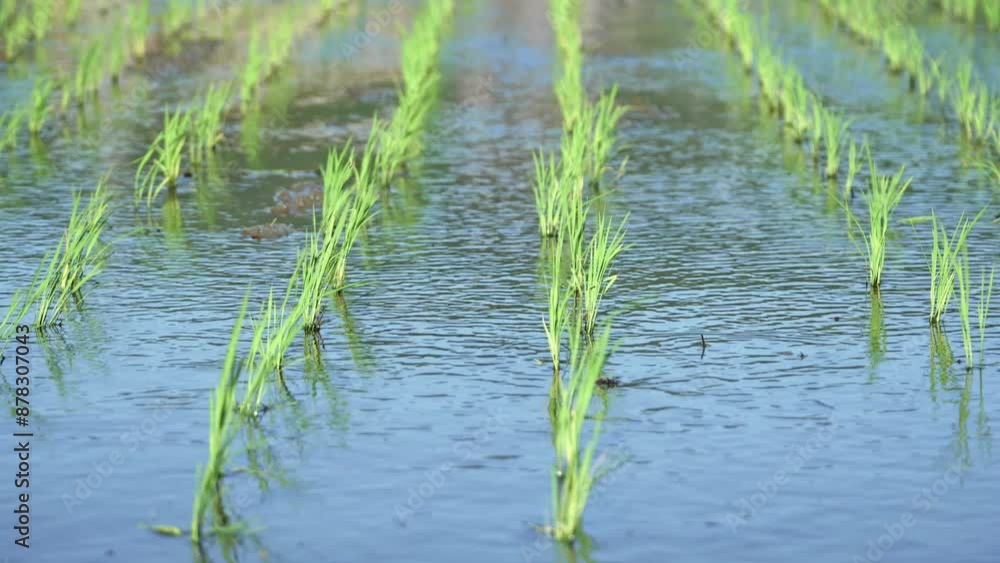 Paddy field after rice planting, summer scenery Paddy field after rice planting, summer scenery