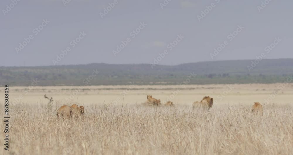 Extreme wide shot of a pride of Lions (Panthera Leo) walking through tall grass on a hot afternoon in Kenya. Extreme wide shot of a pride of Lions (Panthera Leo) walking through tall grass on a hot afternoon in Kenya.