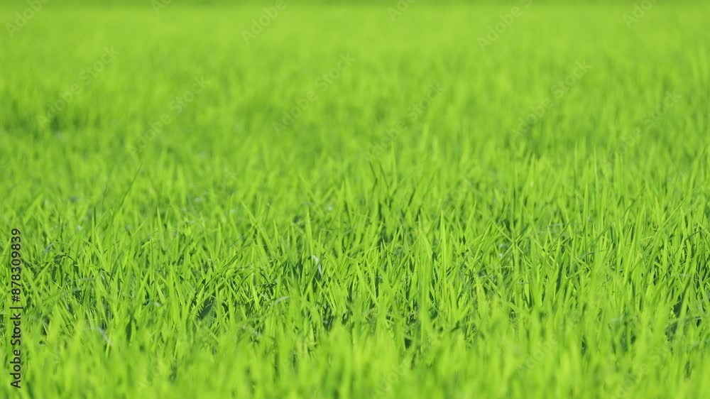 Paddy field after rice planting, summer scenery Paddy field after rice planting, summer scenery