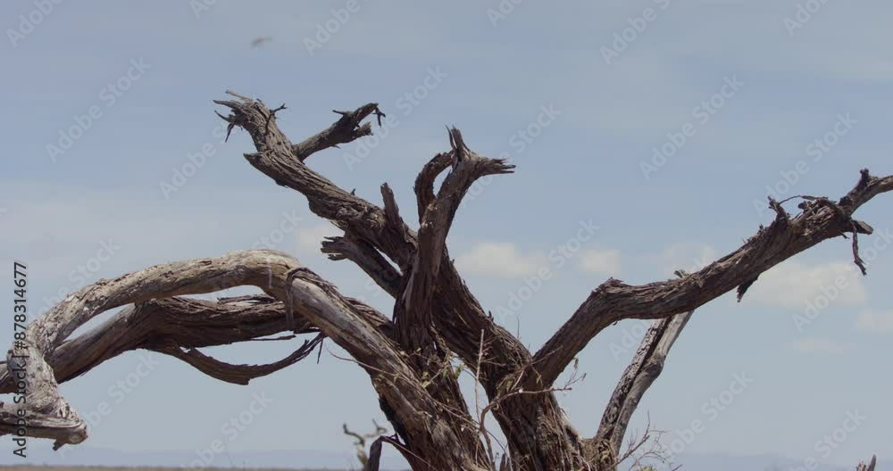 Wide tilt shot of a pride of lions (Panthera Leo) taking cover under a dead tree in the savannah during the afternoon in Kenya. Wide tilt shot of a pride of lions (Panthera Leo) taking cover under a dead tree in the savannah during the afternoon in Kenya.