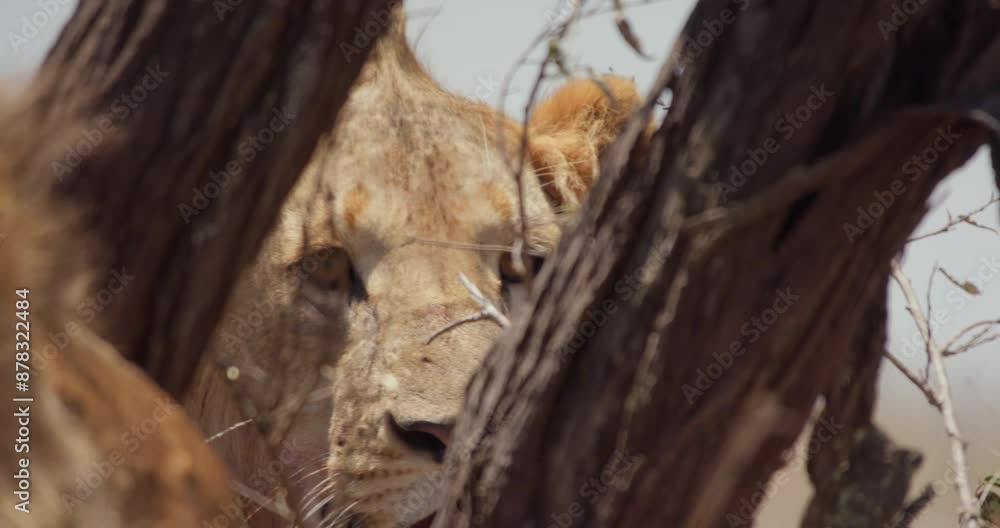 Close up of a Lion's (Panthera Leo) head looking directly at the camera between tree branches during the afternoon in Kenya.