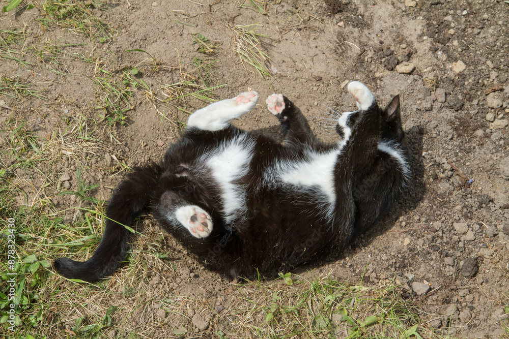Black and white cat rolling in the dirt
Black and white cat rolling in the dirt