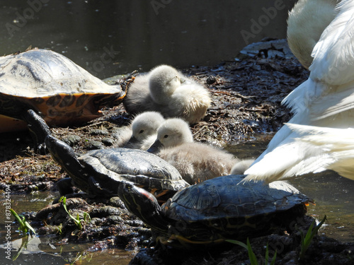 turtles and swan family with baby birds in the park photo