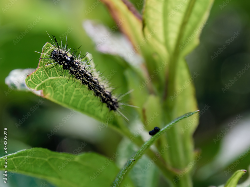 Macro photography of a white dotted black caterpillar feeding on a leaf. Captured in a garden at the Andean mountains of central Colombia. Macro photography of a white dotted black caterpillar feeding on a leaf. Captured in a garden at the Andean mountains of central Colombia.