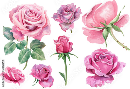 Pink roses flower painting, Watercolor pink roses graphic, Pink roses flower clipart