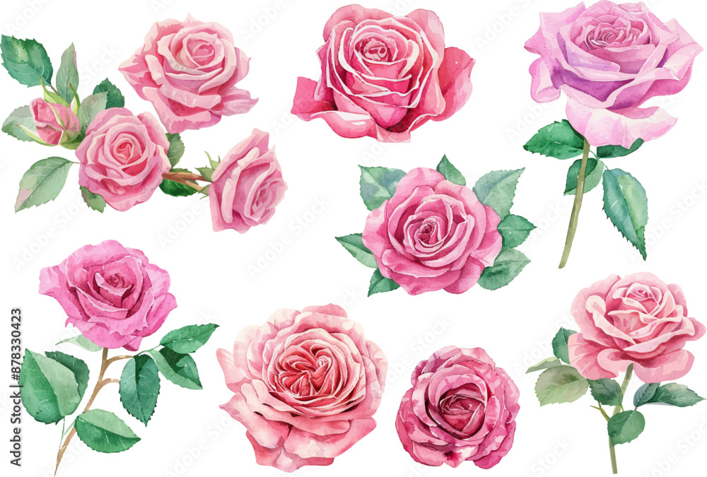 Naklejka premium Watercolor pink roses flower, Pink roses watercolor, Watercolor pink roses illustration