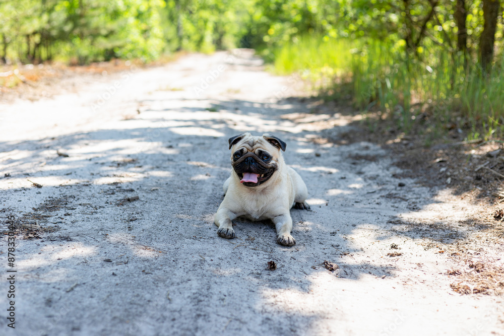 Obraz premium Dog breed pug lies comfortably on a dirt path surrounded by vibrant green trees, basking in the sun on a warm afternoon. Pug close-up portrait.