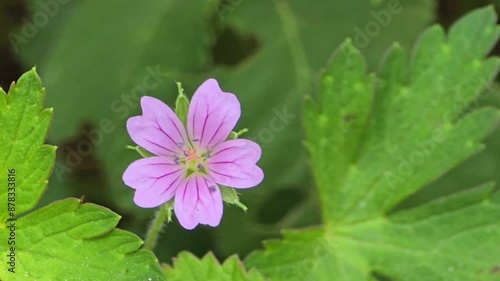 4K Geranium Bicknellii (Bicknell's Cranesbill) in Kumrat Valley, North Pakistan: Close-Up of Northern Cranesbill Flowers photo