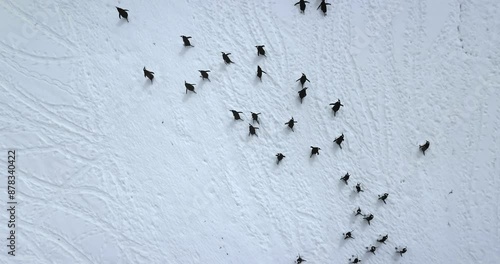 Black and white penguins run snow covered field aerial view. Explore wildlife in Antarctica. Beauty of wild animals and untouched nature on South Pole. Top drone flight above Antarctic birds migration