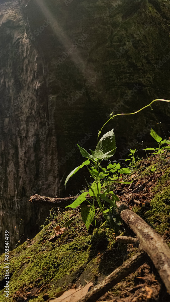 A single green plant grows on a mossy rock in a forest, bathed in sunlight A single green plant grows on a mossy rock in a forest, bathed in sunlight