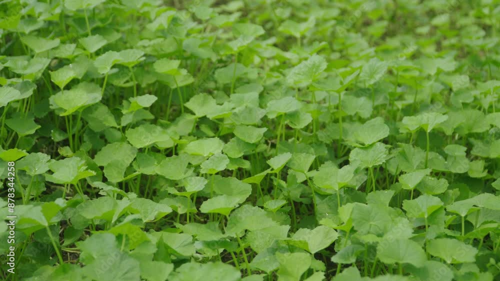 Medicinal Plant: Centella Asiatica Wide shot Medicinal Plant: Centella Asiatica Wide shot