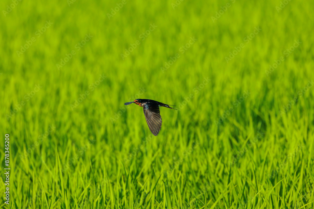 Obraz premium 高速で飛ぶツバメ