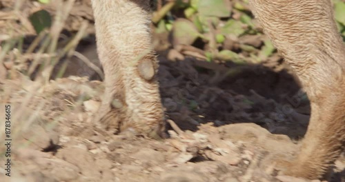 Close up pan shot of a Lion's (Panthera Leo) paws as it walks through small stones during the morning in Kenya.