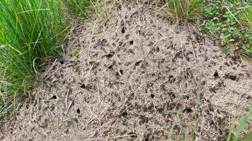 A large anthill in the forest among green tall grass. A large anthill in the forest among green tall grass.