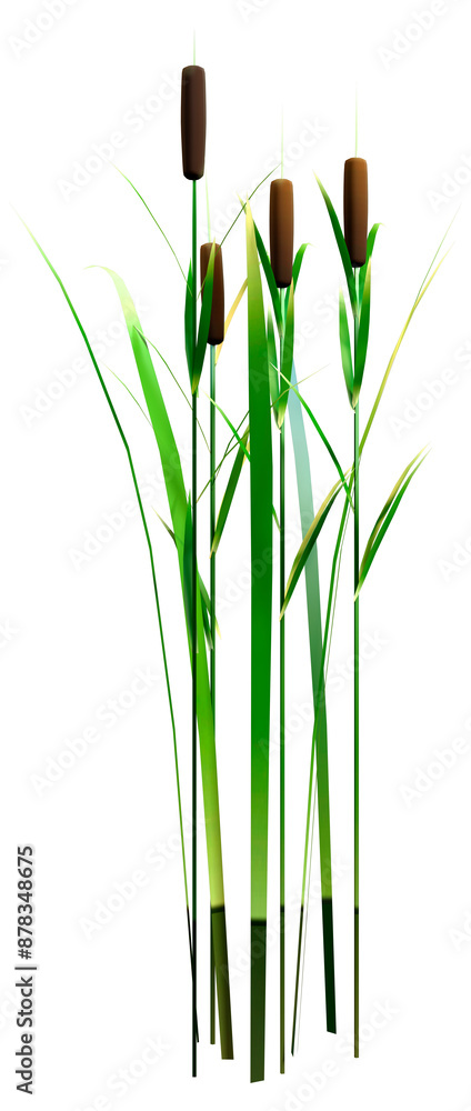 Fototapeta premium 3D Rendering Bulrush Plants on White