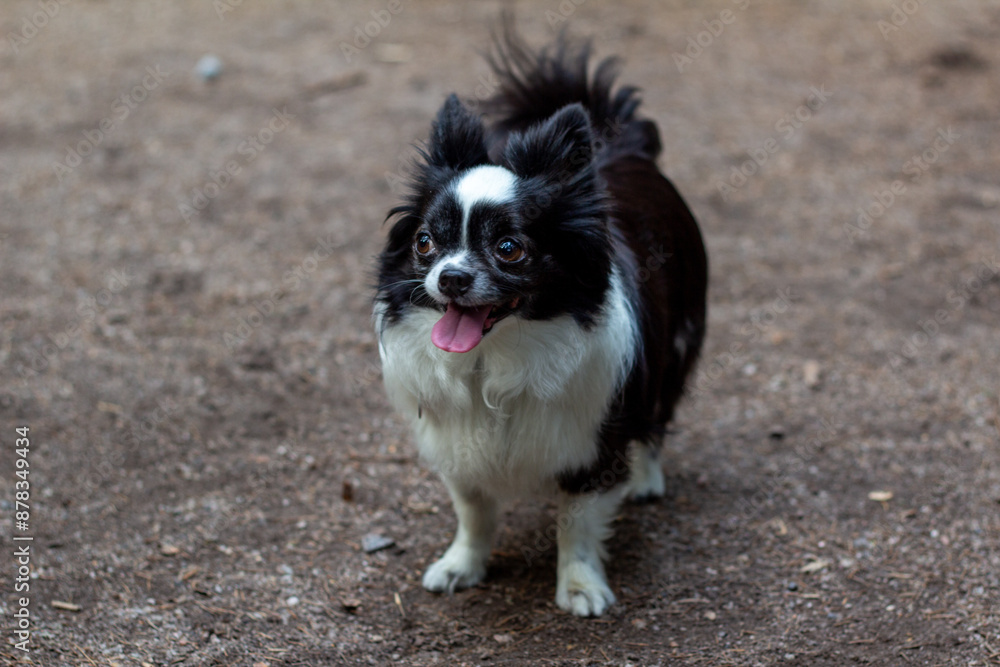 happy adorable with tongue out waiting for owner in a dog park outdoors happy adorable with tongue out waiting for owner in a dog park outdoors