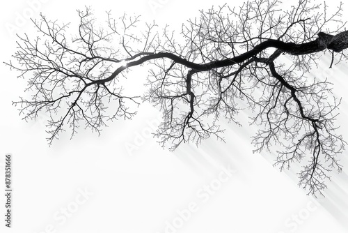 Wallpaper Mural Only shadow of trees branches, isolated on white background. Generative AI. Torontodigital.ca