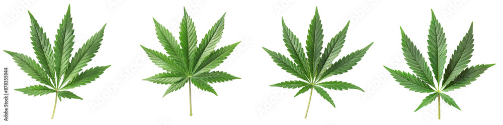 set of A marijuana leaf with shadow effects on a plain vivid green hues on a transparent background set of A marijuana leaf with shadow effects on a plain vivid green hues on a transparent background